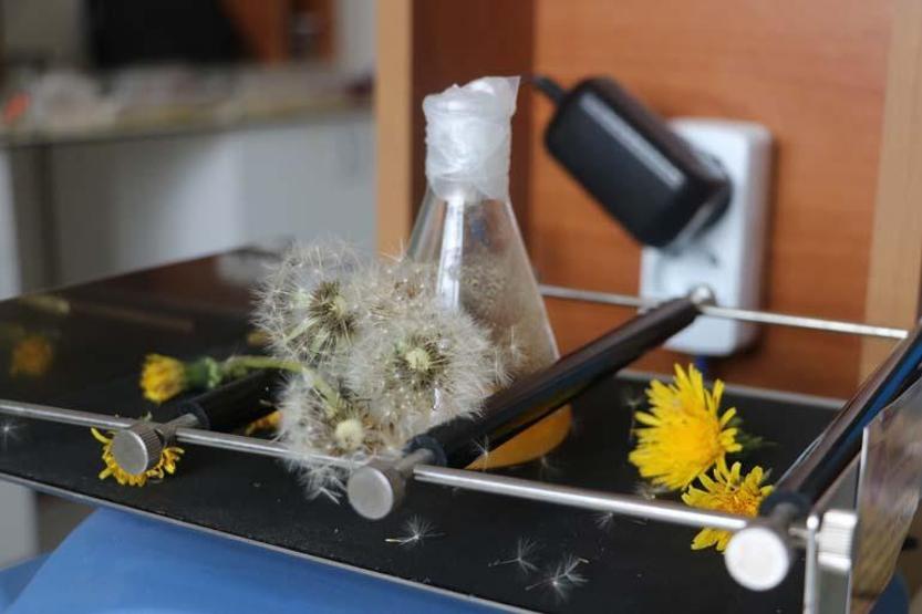 Doğadaki şifa Neredeyse yetişmediği yer yok, saymakla bitmeyen faydalarını ise bilen yok