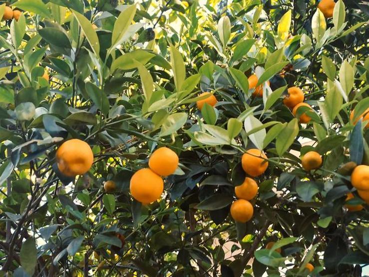 Tropik Lezzetler: Mandalinaya Benzeyen Meyveler Ve Özellikleri