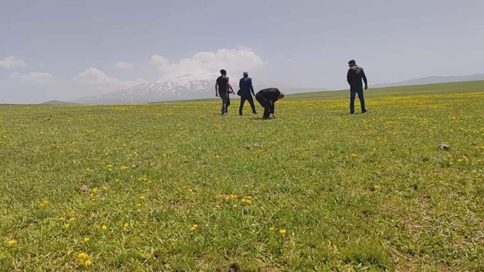 Sütey Yaylası sarıya boyandı