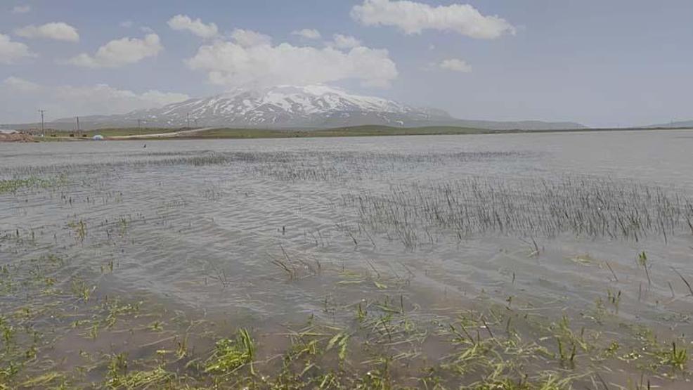 Sütey Yaylası sarıya boyandı