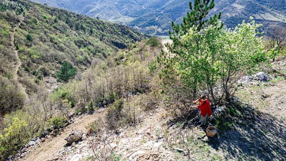 Kolon kanserine karşı koruyucu diye biliniyor Her yerde kahve olarak tüketilirken, Tokatlılar konservesini yapıyor