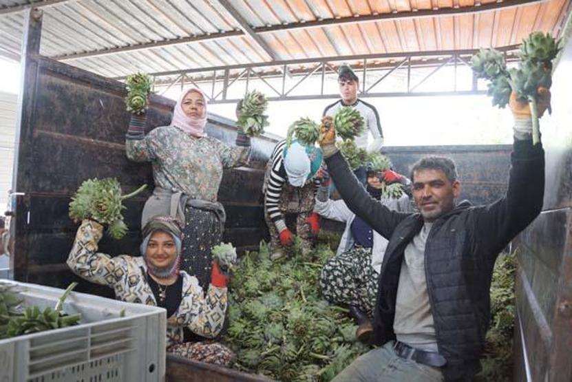 Enginar soyarak asgari ücretin 4 katını kazanıyorlar