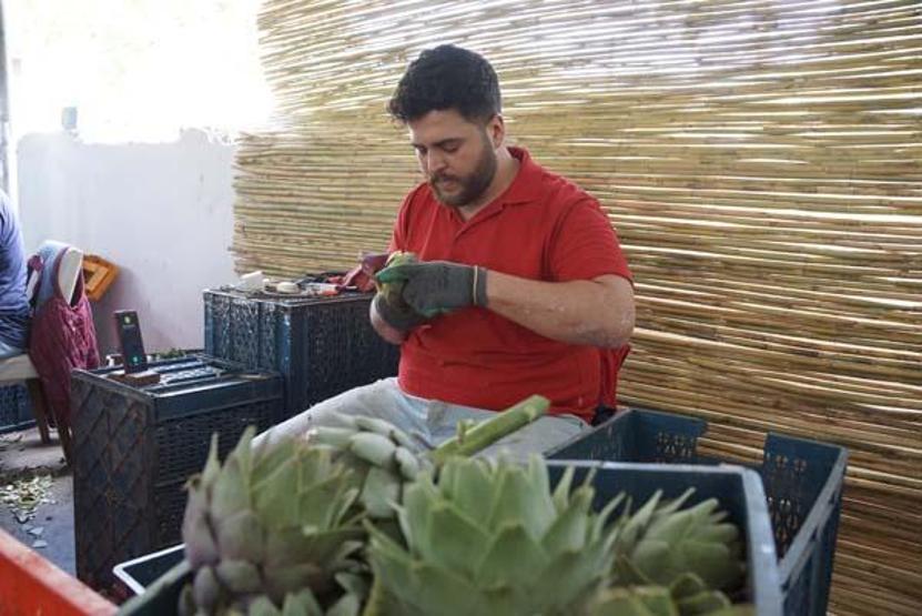 Enginar soyarak asgari ücretin 4 katını kazanıyorlar