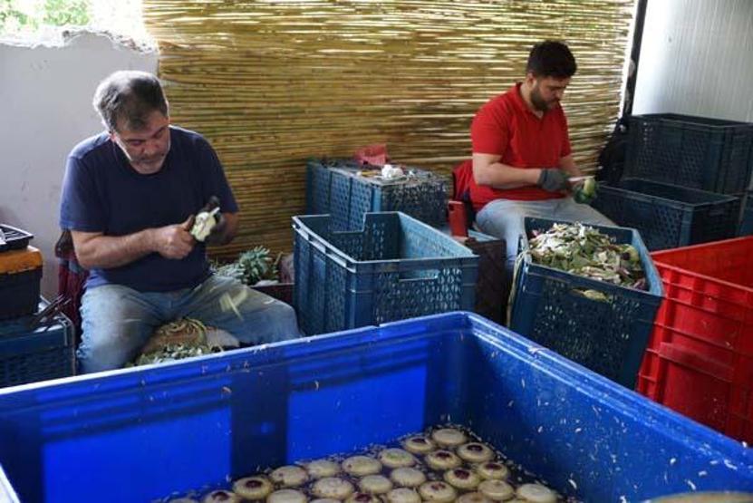 Enginar soyarak asgari ücretin 4 katını kazanıyorlar