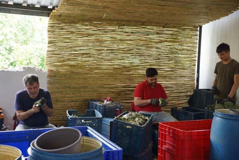 Enginar soyarak asgari ücretin 4 katını kazanıyorlar