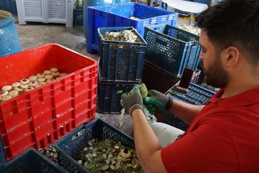 Enginar soyarak asgari ücretin 4 katını kazanıyorlar