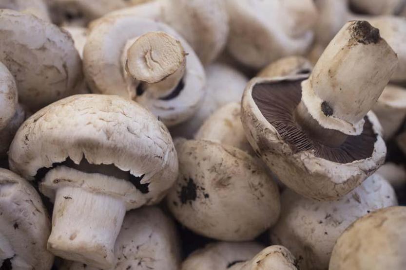 Doğadan toplanan mantarlarda zehirlenme riski