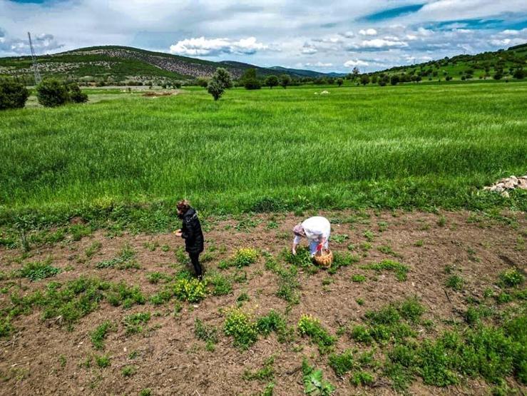 Oğlunun ölümüyle kendini doğaya verdi: 41 çeşit çiçekten hazırlıyor, şifası saymakla bitmiyor