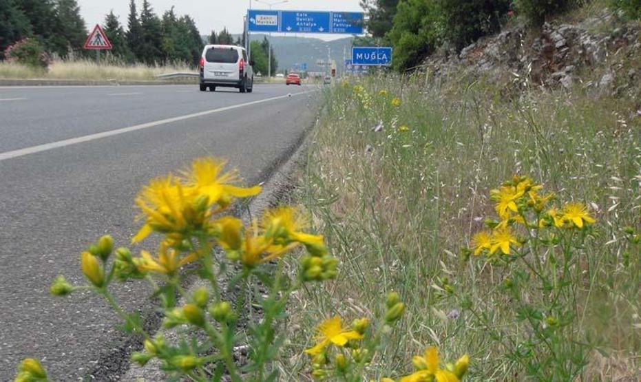 Tüm zamanların en şifalı bitkisi ‘Kantaron’ zamanı