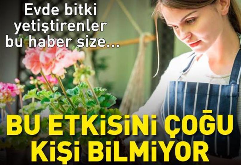 Meğer bağışıklığı güçlendiriyormuş Evde çiçek yetiştirenler bu haber size... Bir ayda şaşırtan değişiklik