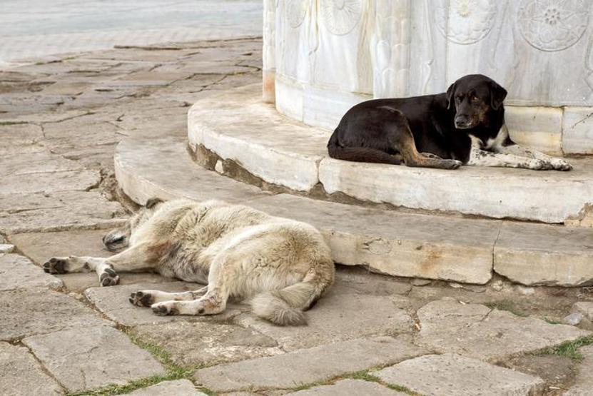 Zoonoz nedir, ne demek Zoonoz hastalıkları nelerdir
