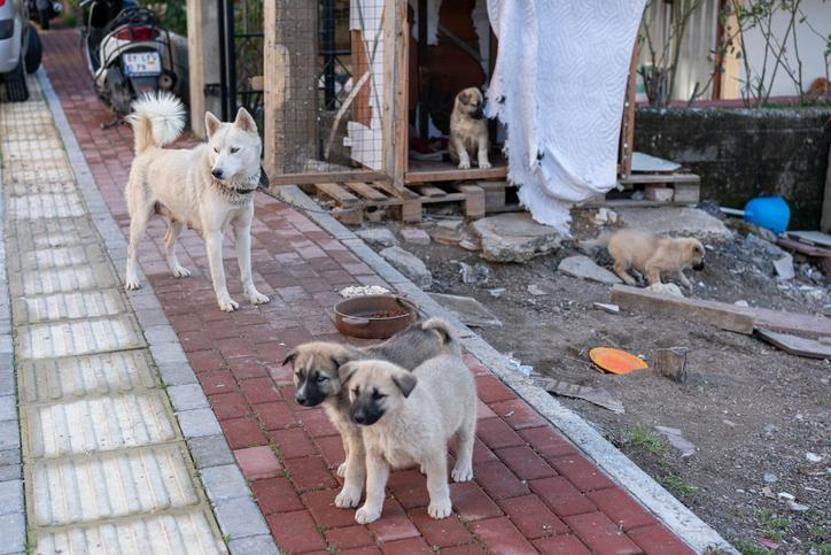 Zoonoz nedir, ne demek Zoonoz hastalıkları nelerdir