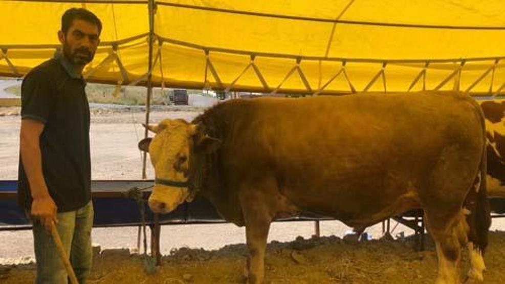 800 kiloluk Paşa alıcı bekliyor
