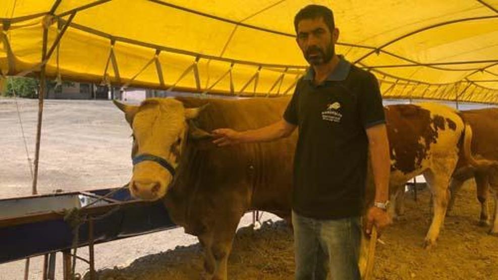 800 kiloluk Paşa alıcı bekliyor