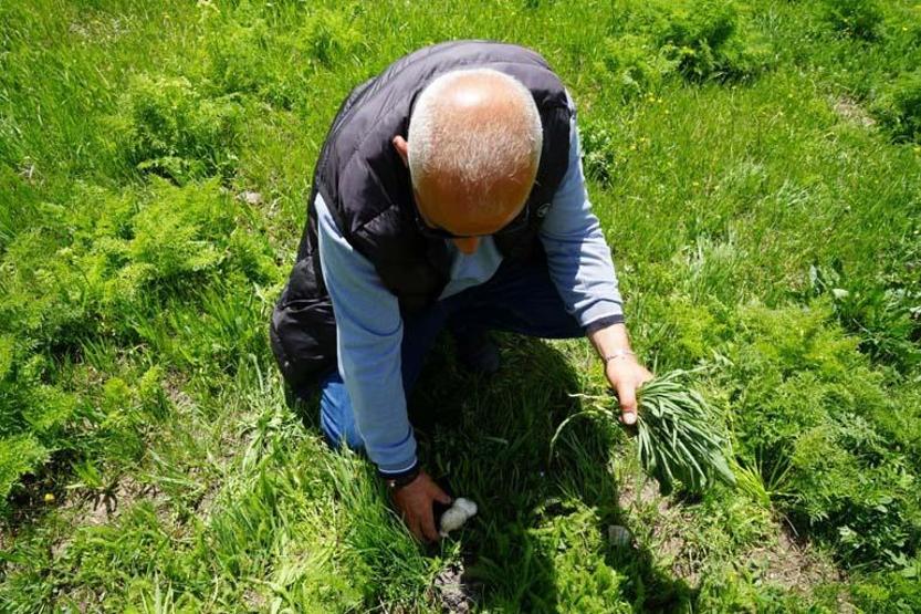 7 derde derman diye biliniyor: Kalp hastalıklarından kas ağrılarına... Faydaları say say bitmiyor İşte Bayburtun şifa saçan o bitkisi