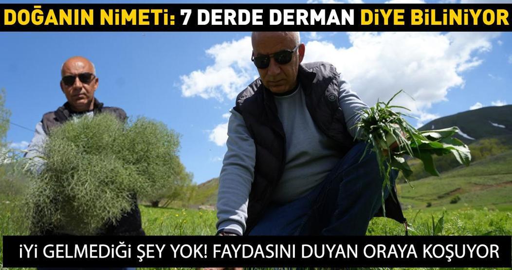 7 derde derman diye biliniyor: Kalp hastalıklarından kas ağrılarına... Faydaları say say bitmiyor İşte Bayburtun şifa saçan o bitkisi