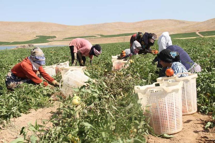 Kardiyoloji doktoru uyardı: Ölümcül olabilir Adanada sıcaklık arttı, risk başladı Özellikle 65 yaş üstü ve...