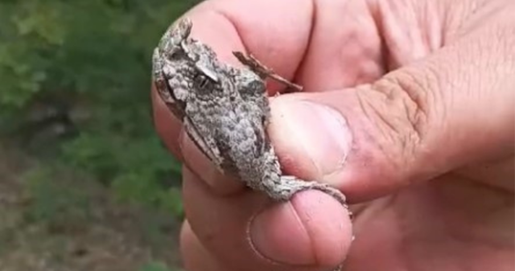 Korunması gereken türler arasında Kastamonuda boynuzlu engerek yılanı yakalandı