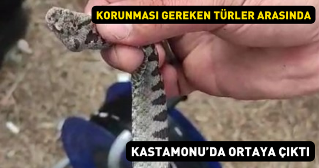 Korunması gereken türler arasında Kastamonuda boynuzlu engerek yılanı yakalandı
