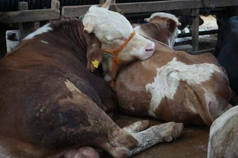 Satıcılar indirim yaptı: Kurbanlıklar pazar yerlerinde alıcıları bekliyor