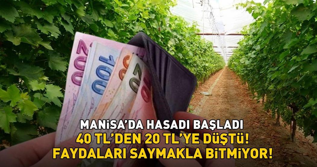 Kilosu 40 TLden 20 TLye düştü Manisada hasadı başladı: Faydaları saymakla bitmiyor