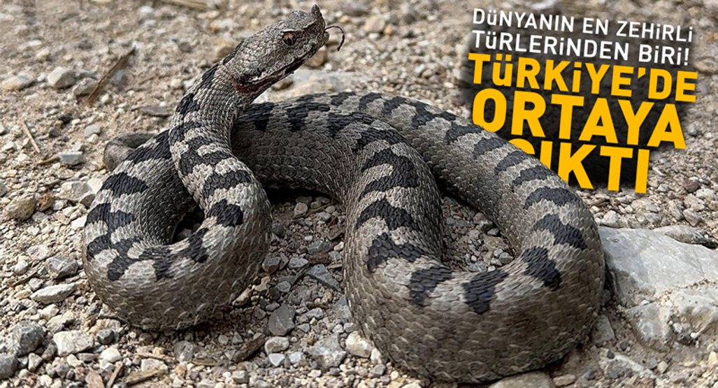 O ilde yaşayanlar dikkat Dünyanın en zehirli türlerinden biri