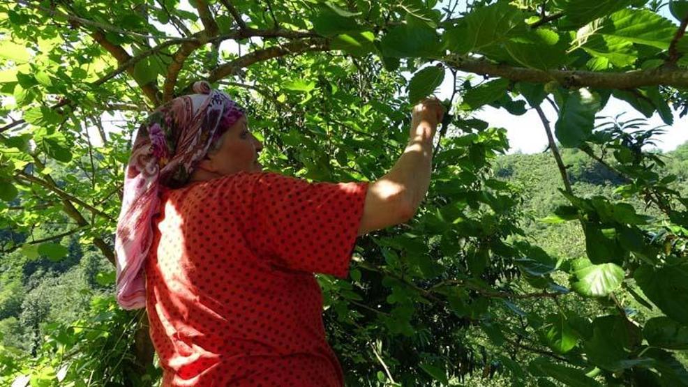 Ordulu kadınların dut pekmezi mesaisi