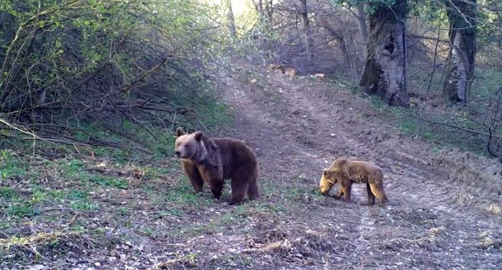 Yaban hayvanları fotokapanlarla görüntülendi