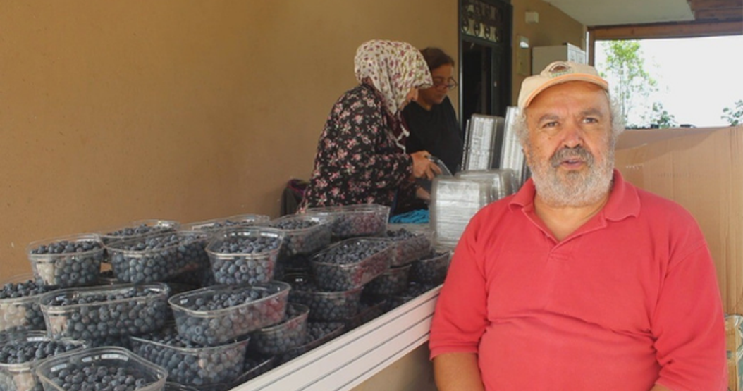 Hastalığına şifa olsun diye yetiştirmeye başladı, geçim kapısı oldu: Kilosu bin 300 lira Altın gibi gramla tartılıyor