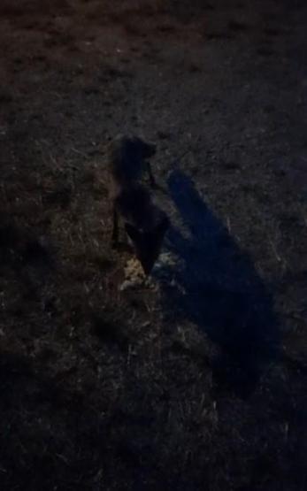 “Tavuk yok dediği tilkiyi makarna ile besledi