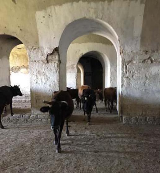 Tarihe tanıklık etmişti: Ahıra döndü