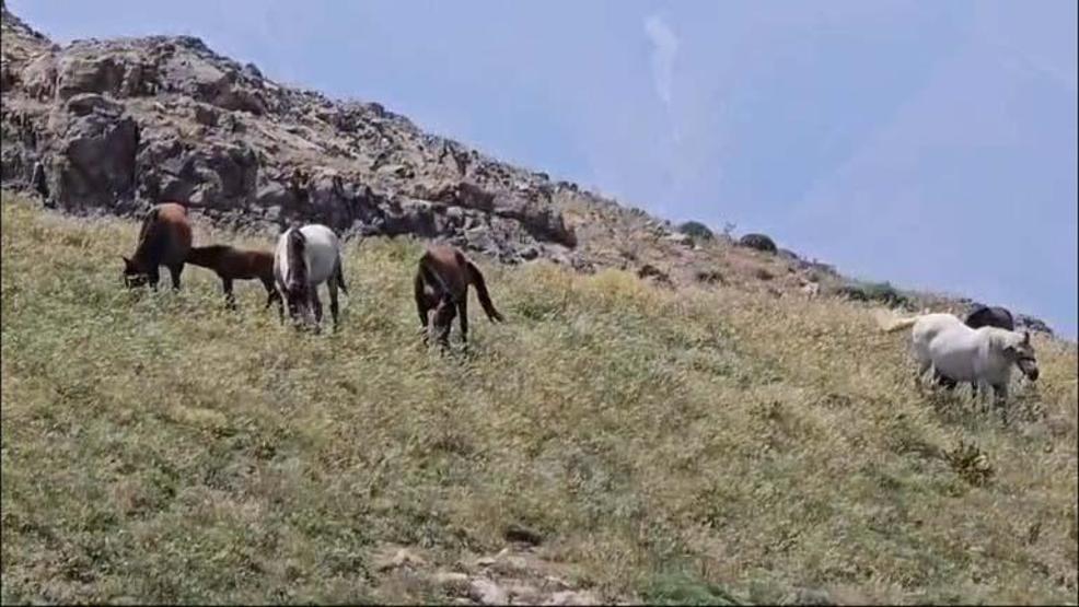 Zoveser doğasıyla ziyaretçilerini hayran bırakıyor