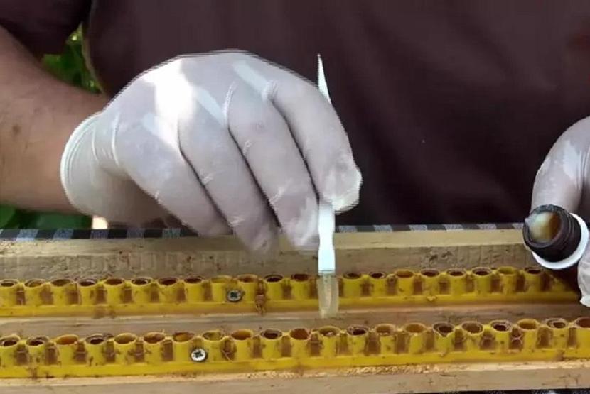 1 kilosu 30.000 TLye satılıyor Faydaları saymakla bitmiyor: Cildin yaşlanmasını geciktiriyor, sivilceleri kökünden kurutuyor