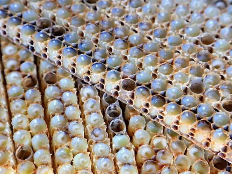 1 kilosu 30.000 TLye satılıyor Faydaları saymakla bitmiyor: Cildin yaşlanmasını geciktiriyor, sivilceleri kökünden kurutuyor