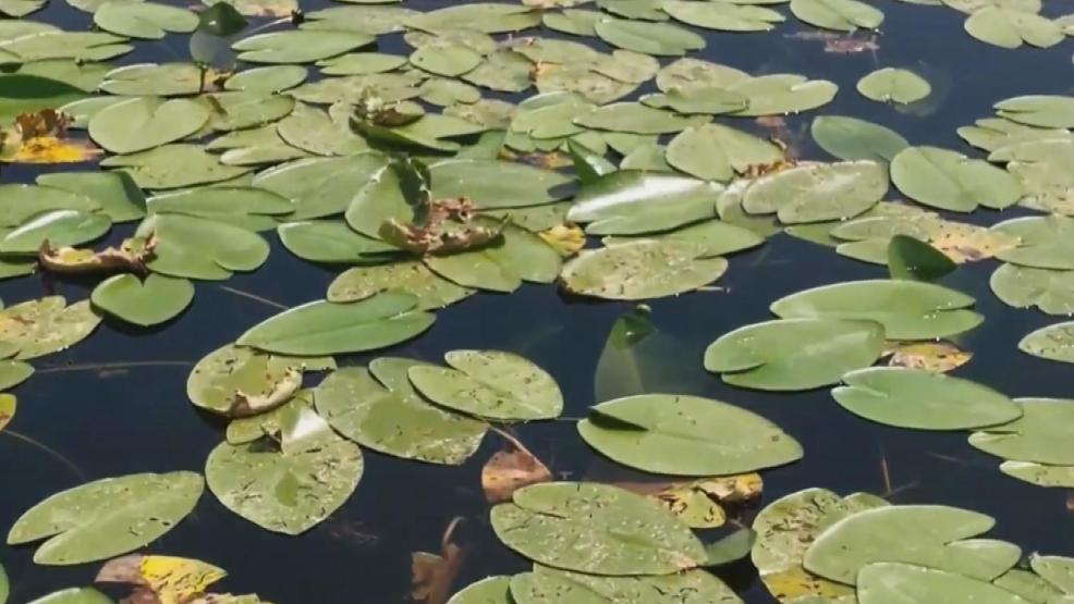 Suyun üstü çiçek bahçesine döndü