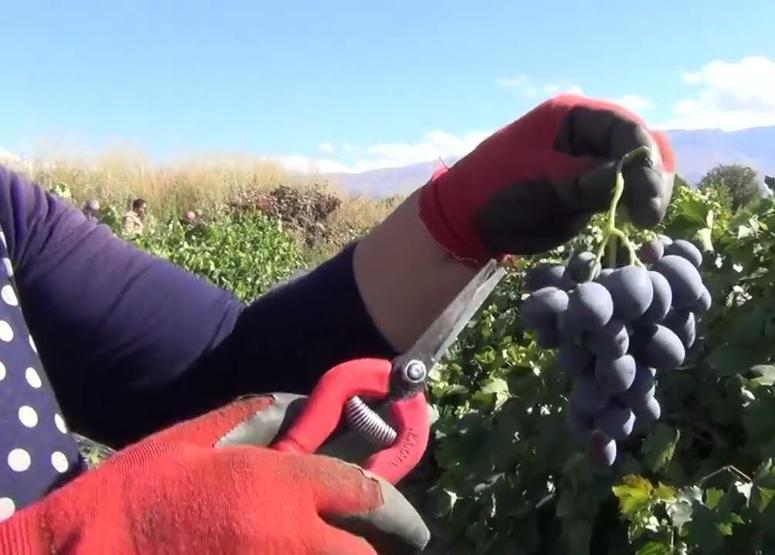 Kilosu tarlada 50, pazarda 120 TL Bağışıklık sistemini güçlendiriyor Vücuttaki yağların erimesinde etkili