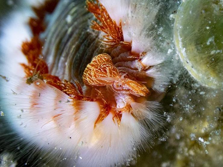 Karaburunda farklı türlerde deniz canlıları görüntülendi