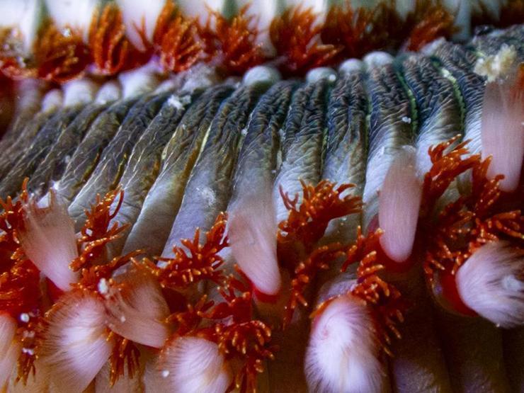 Karaburunda farklı türlerde deniz canlıları görüntülendi