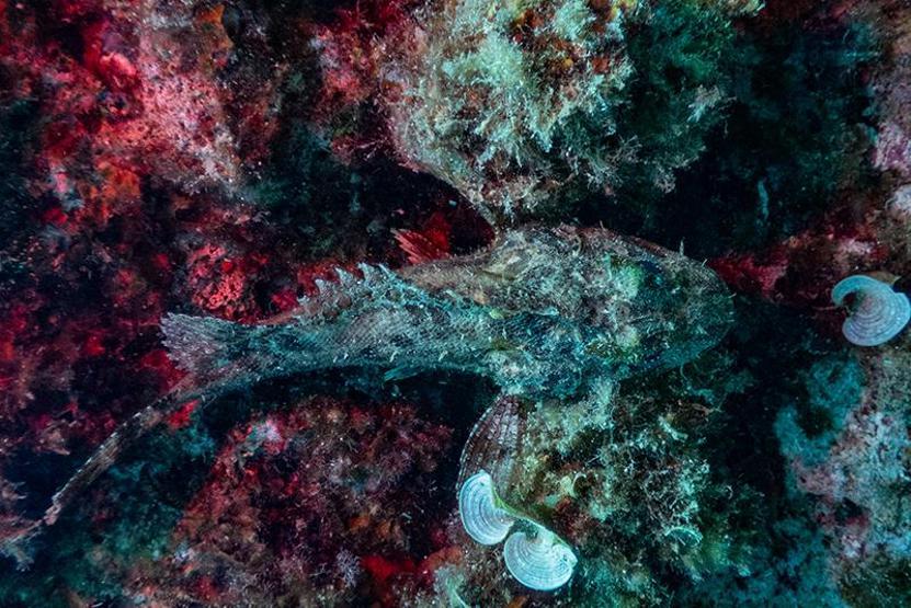 Karaburunda farklı türlerde deniz canlıları görüntülendi
