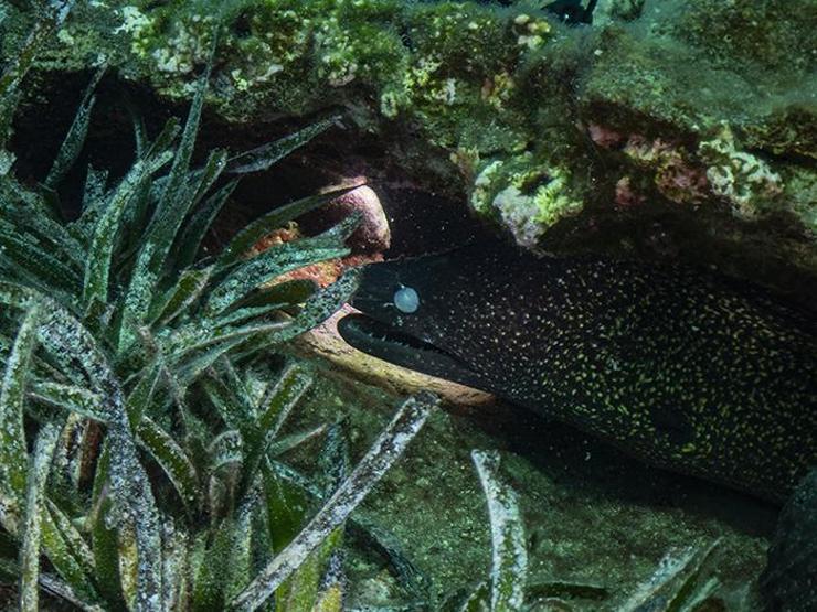 Karaburunda farklı türlerde deniz canlıları görüntülendi