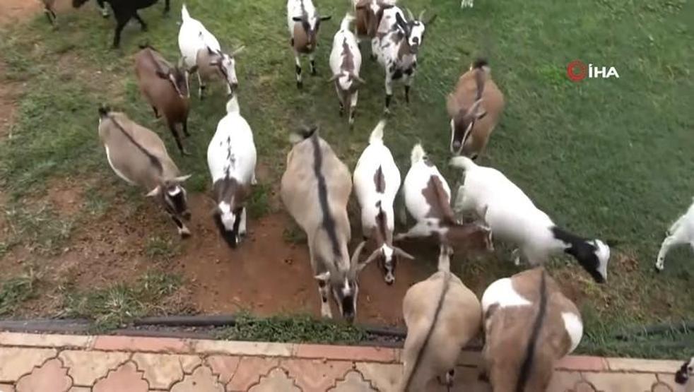 Nijeryalı cüce keçiler Antalyanın maskotu oldu Cüce keçi nedir, özellikleri neler