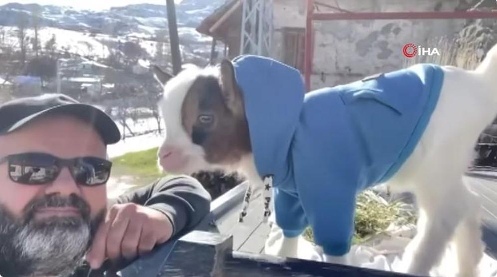 Nijeryalı cüce keçiler Antalyanın maskotu oldu Cüce keçi nedir, özellikleri neler