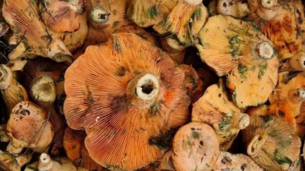 KIRMIZI ALTIN AVI BAŞLADI Kilosu 200 TL Bağışıklığı güçlendiriyor, kan şekerini dengeliyor