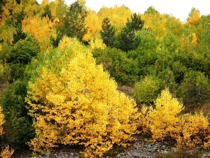 Posof’ta sonbahar güzelliği bir başka