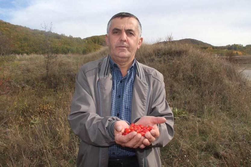 B1, B2, C ve K vitaminlerini içeriyor Minik şifa deposu, fazla tüketildiğinde zehir oluyor