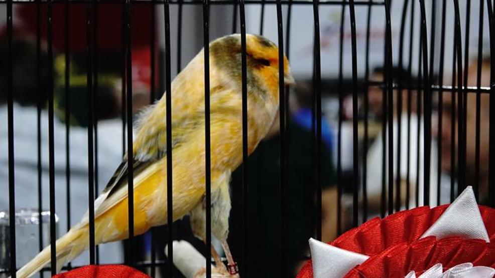 Balıkesirde Kanarya Güzellik Yarışması yapıldı