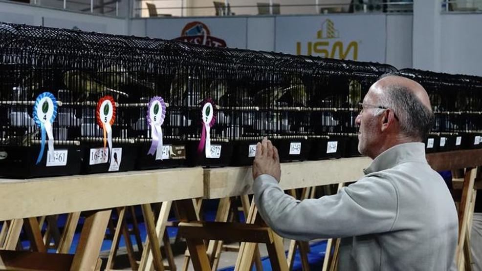 Balıkesirde Kanarya Güzellik Yarışması yapıldı
