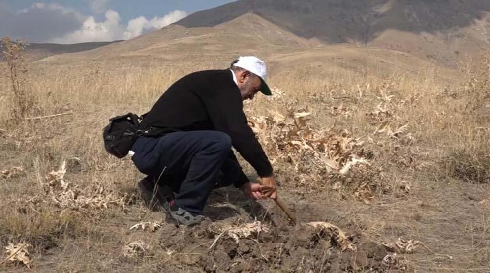 Tadı kekiğe benziyor Birçok derdin şifası Yüz felcinden kalp hastalığına iyi gelmediği şey yok...