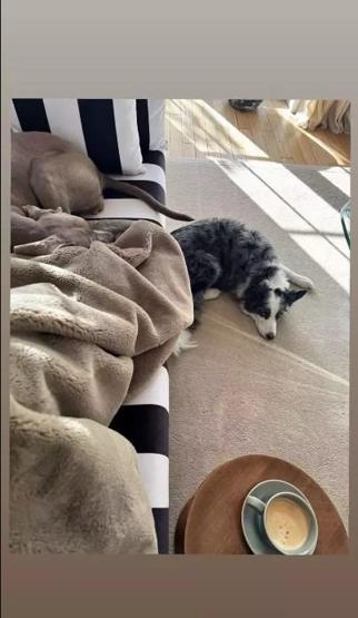 Hande Erçel minik dostuyla fotoğrafını paylaştı: Hayranlarından yorum yağdı