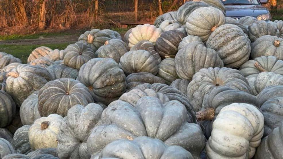 Tatlısını yapan da var böreğin içine koyan da Döneri bile denendi... Tazesi kendini renginden belli ediyor Kilosu 10 liradan tezgahta...